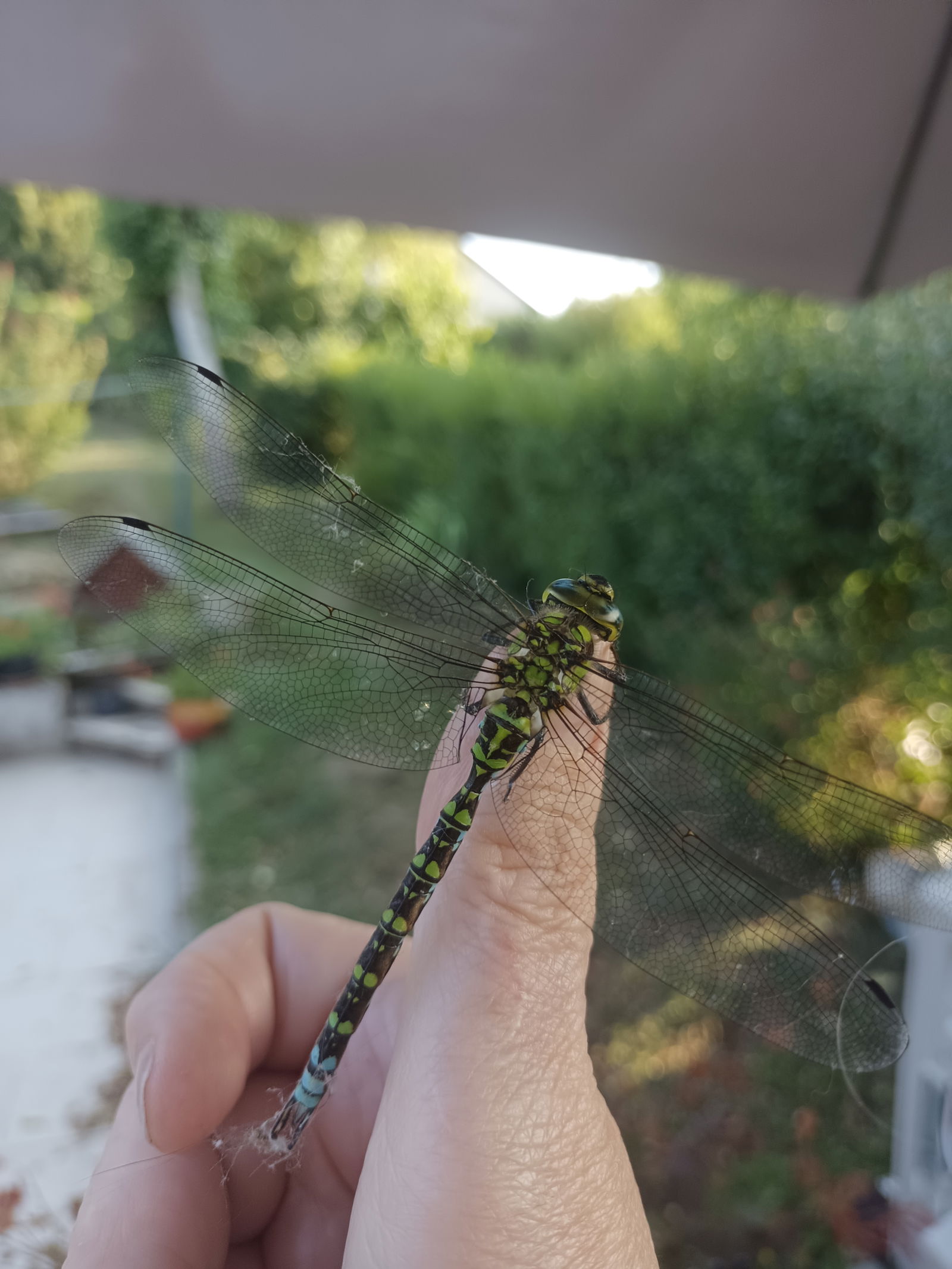 Estudio Independiente Cransac 271388