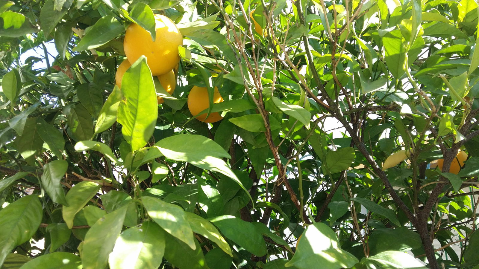 Independent Studio Torrevieja 125423