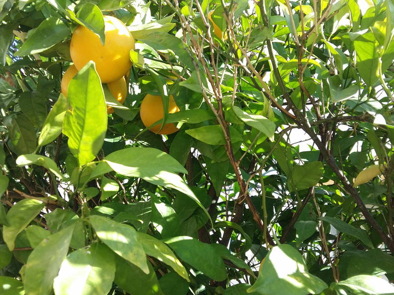 Logement Entier Torrevieja 125423-3