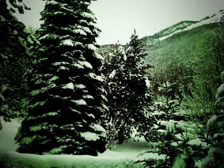 Colocación Mery 65158-2