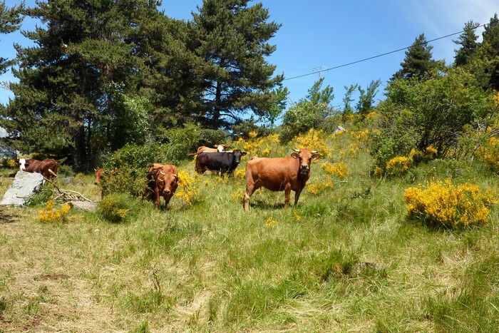 Unabhängiges Studio Ancelle 21984