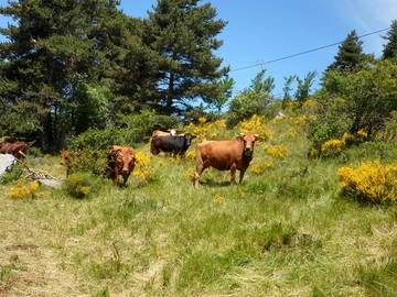 Logement Entier Ancelle 21984-8