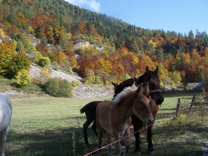 Oberoende Studio Ancelle 21984