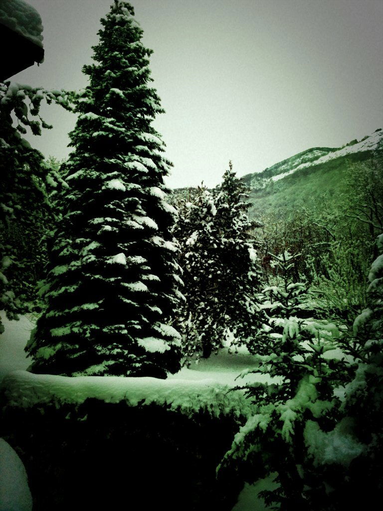 Kolokasie Mery 65158