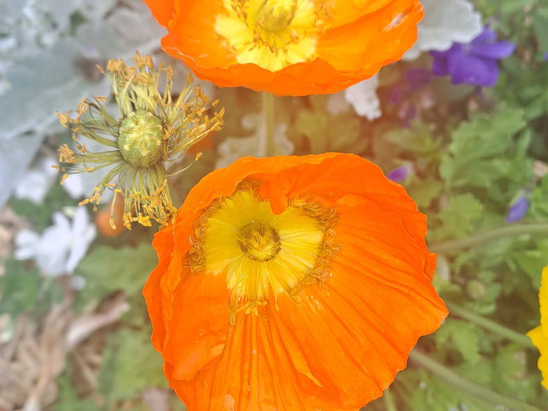 Gastfamilie Asnières-sur-Seine 632301-5