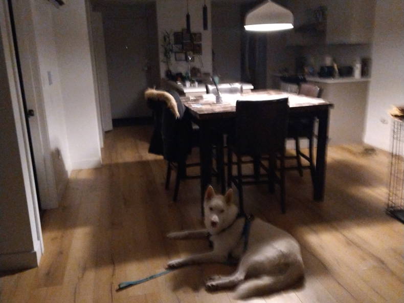 Kolokasie Québec 652153-2