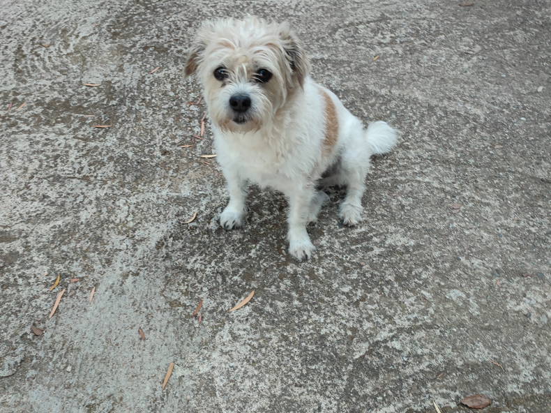 Famiglia Alata 454714-2