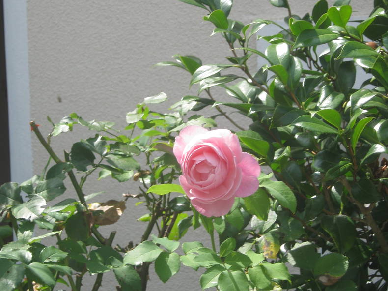 Homestay Nantes 15686-1