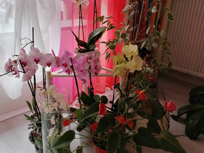 Gastfamilie Valence 50866-5