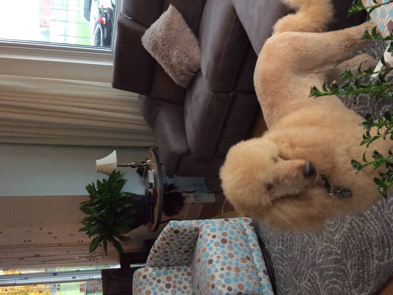 Homestay Laval 64610-1