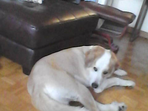 Quedarse En Casa Laval 81178-1