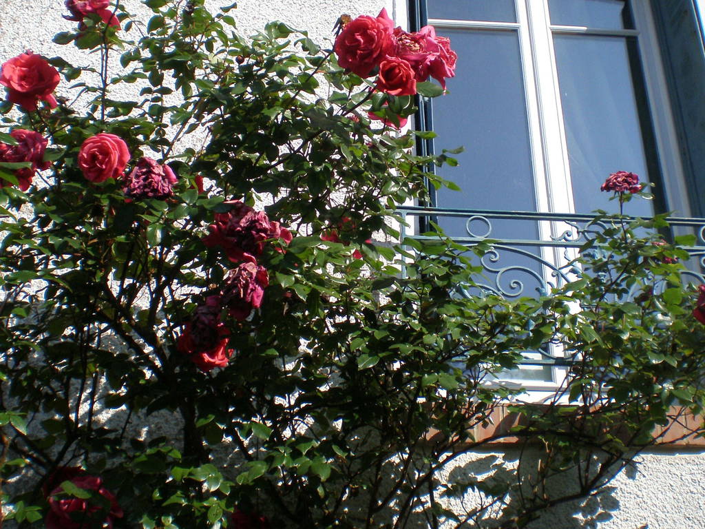 Chambre Chez L'habitant Conflans-Sainte-Honorine 87295-1