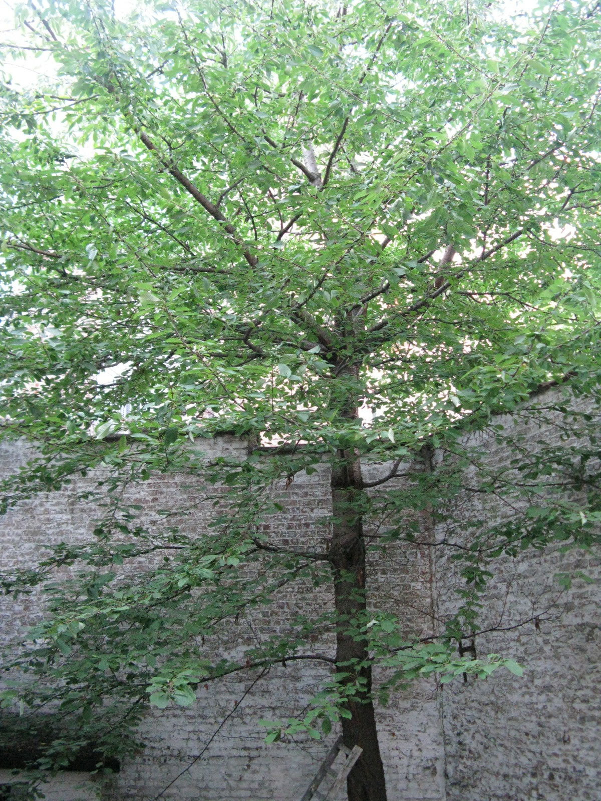 Colocación Uccle 89492