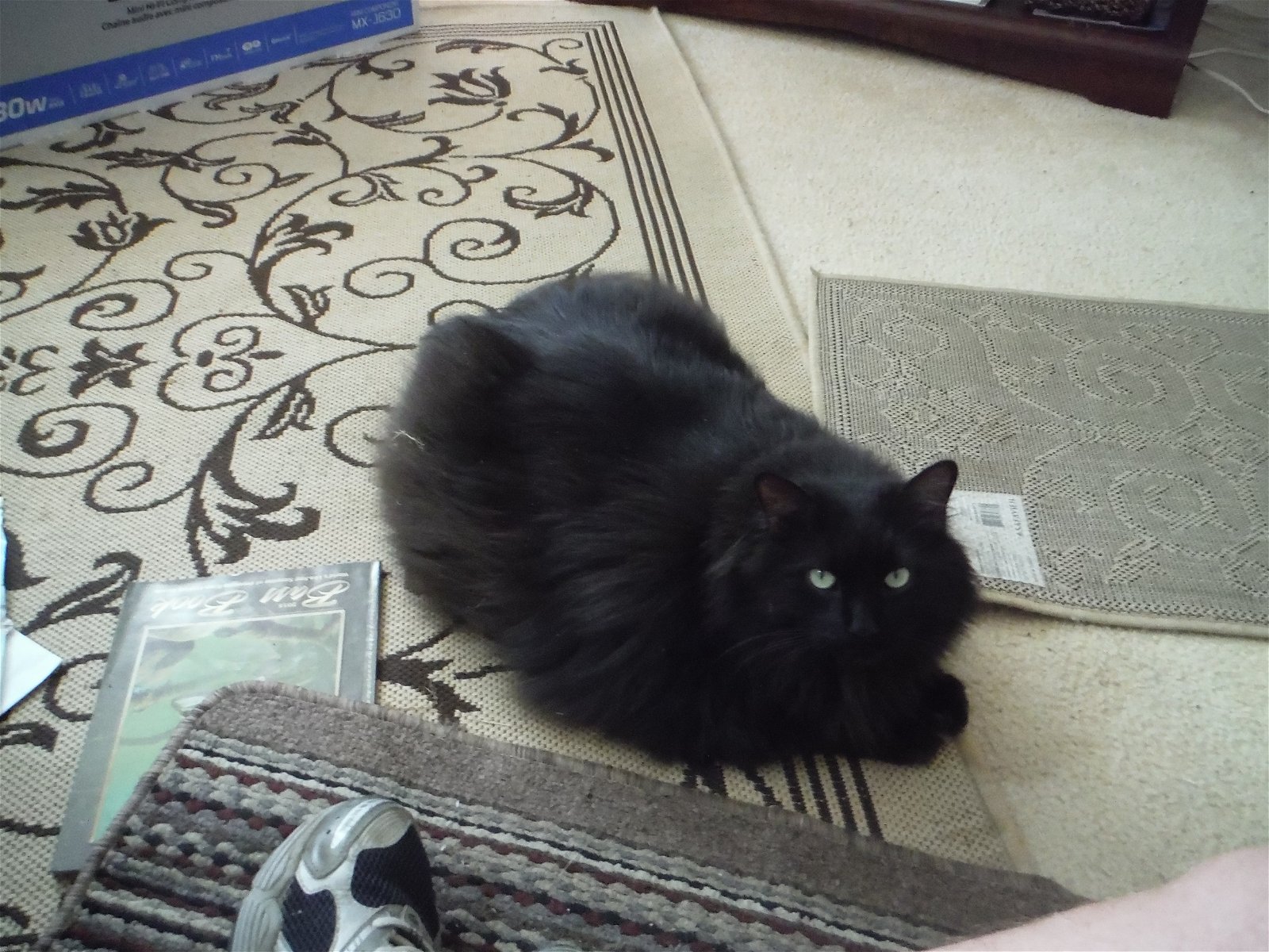 Chambre Chez L'habitant Shady Side 193471