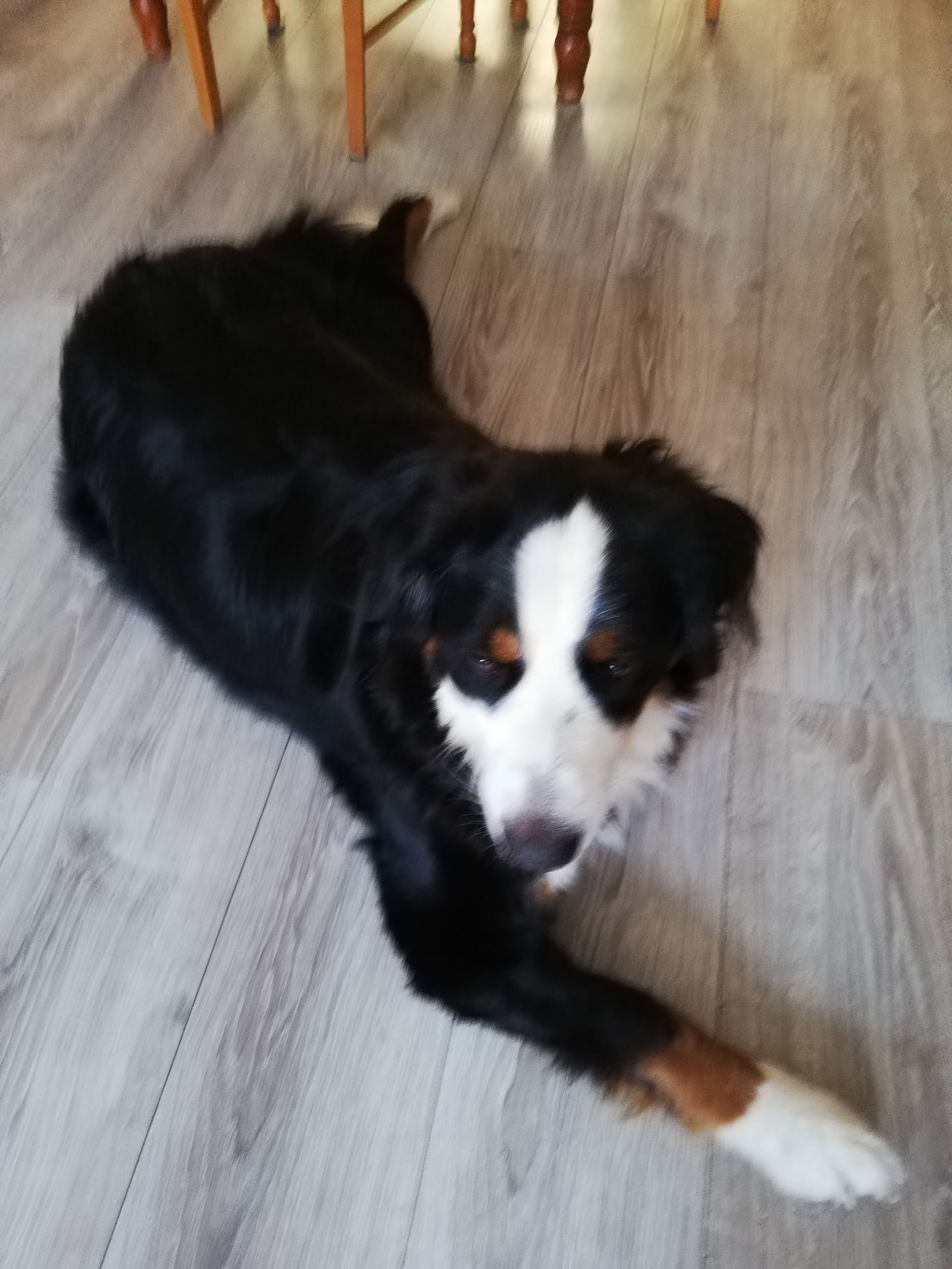 Gastfamilie Estaires 228416