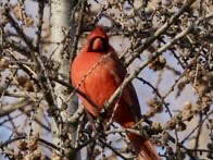 Chambre Chez L'habitant Laval 469572-4