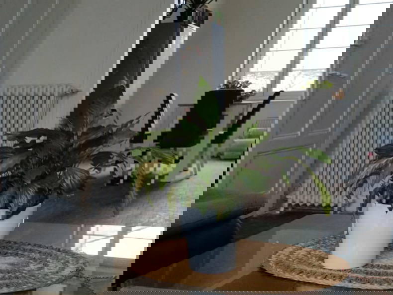 Hjemmeophold Limoges 642433-1