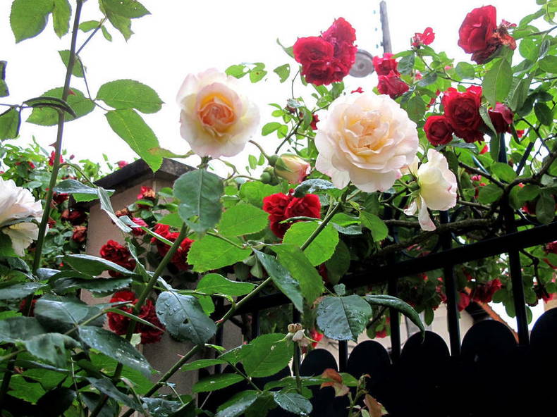 Gastgezin Versailles 177022-5