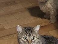 Homestay Montréal 335136-6