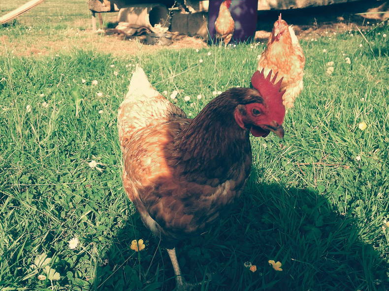 Homestay Montestruc-sur-Gers 104567-3