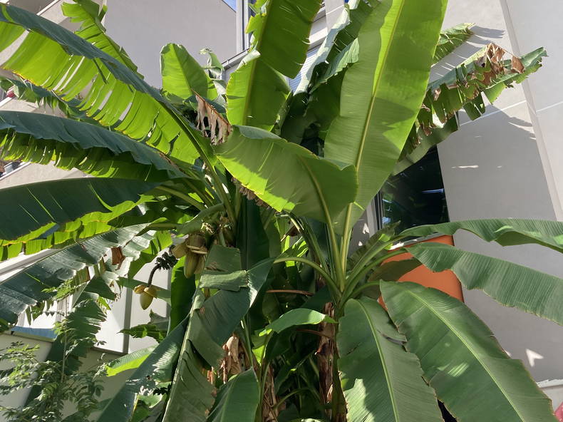 Famiglia Boulogne-Billancourt 32156-4