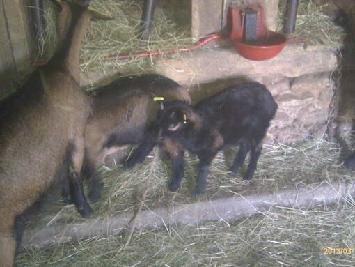 Homestay Audrix 44264-3