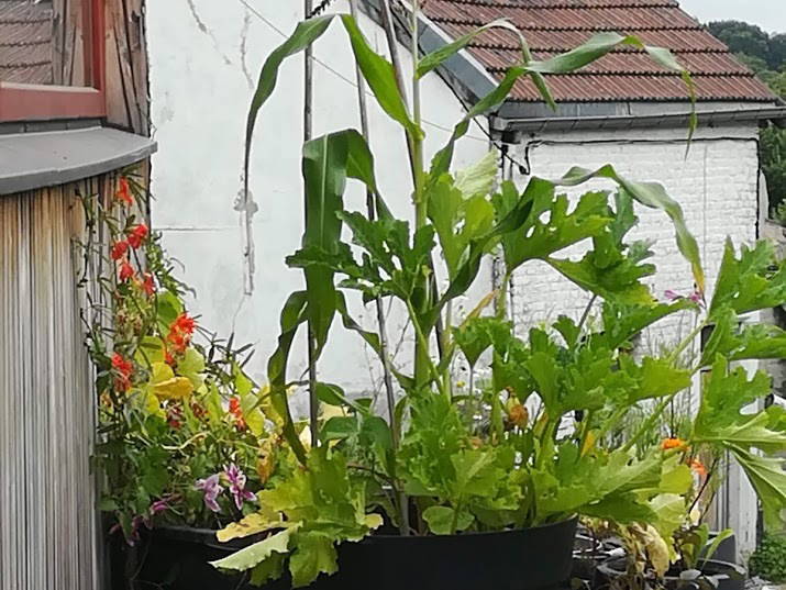 Chambre Chez L'habitant Liège 243851-3