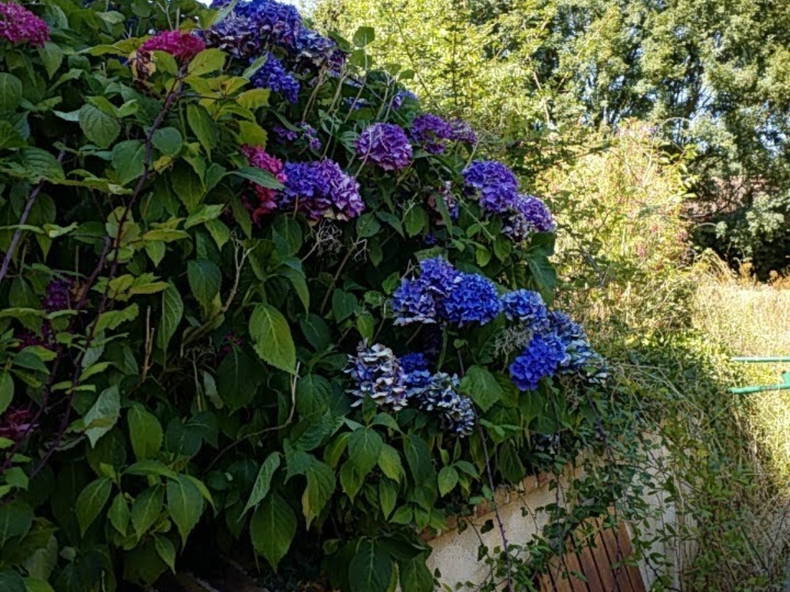 Colocación Arcisses 88745-3