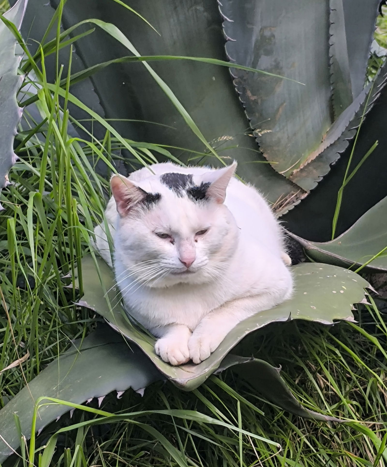 Studio Indépendant Loriguilla 494899