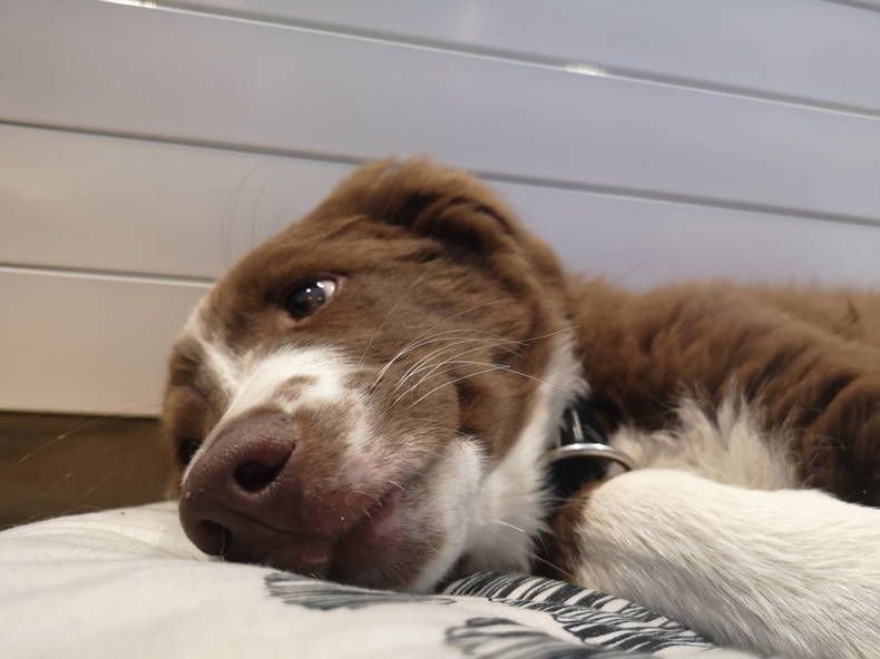 Famiglia Jorat-Mézières 255991-4