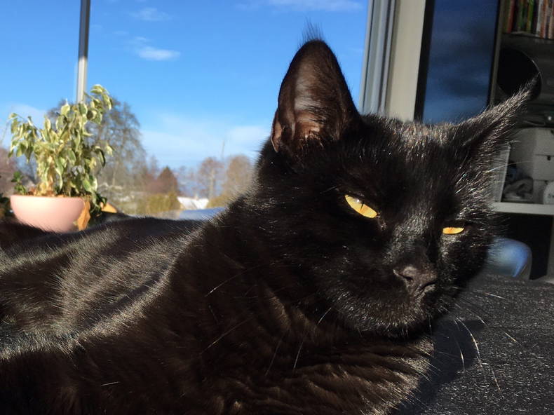 Homestay Epalinges 200265-4