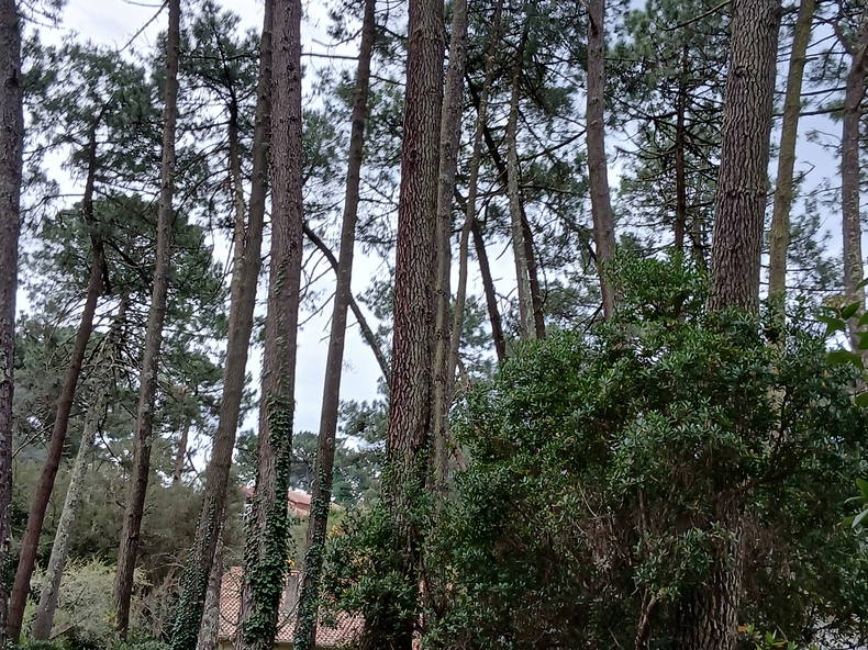 Tuisverblyf Soorts-Hossegor 492435-1