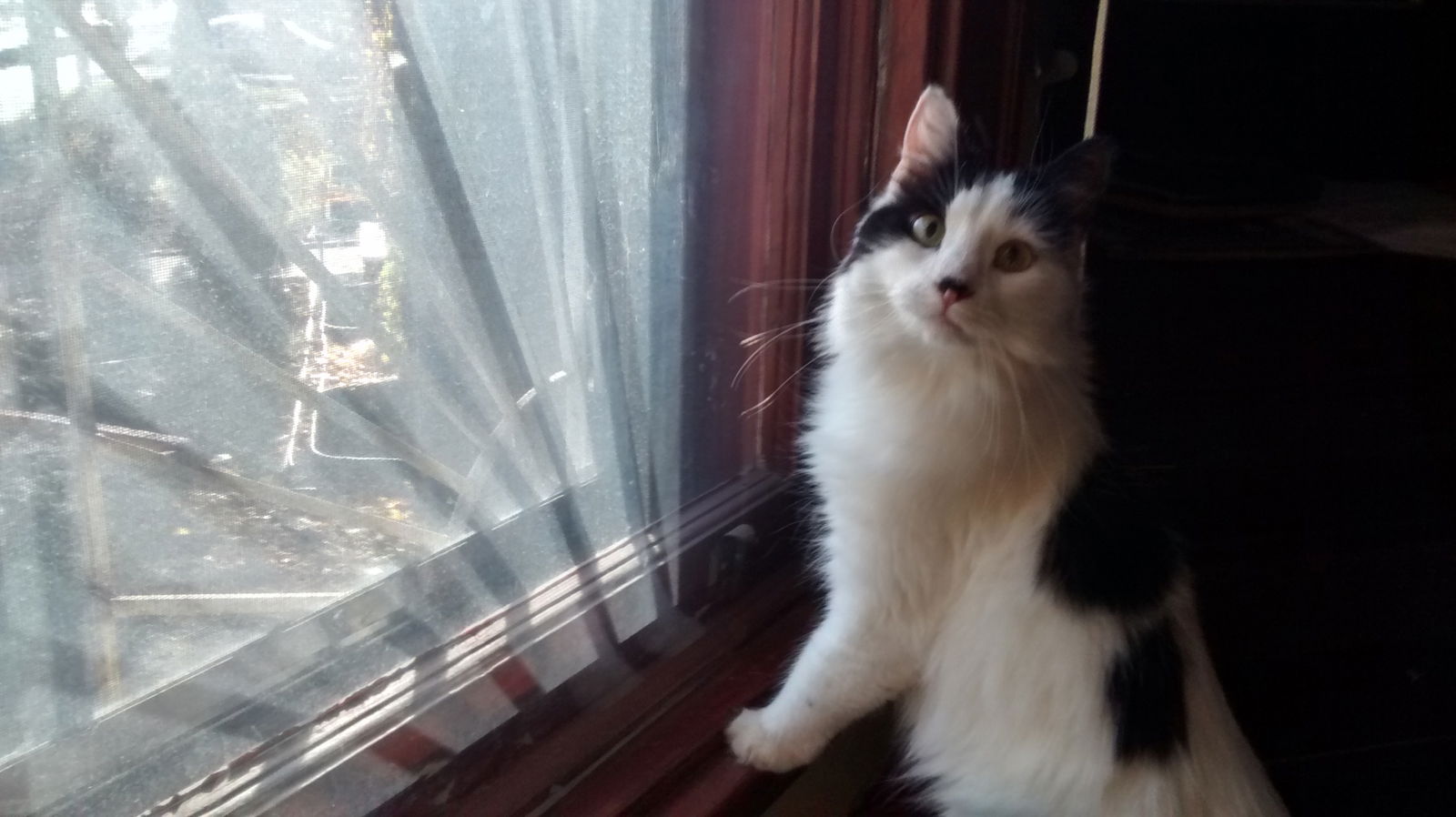 Chambre Chez L'habitant Montréal 133804