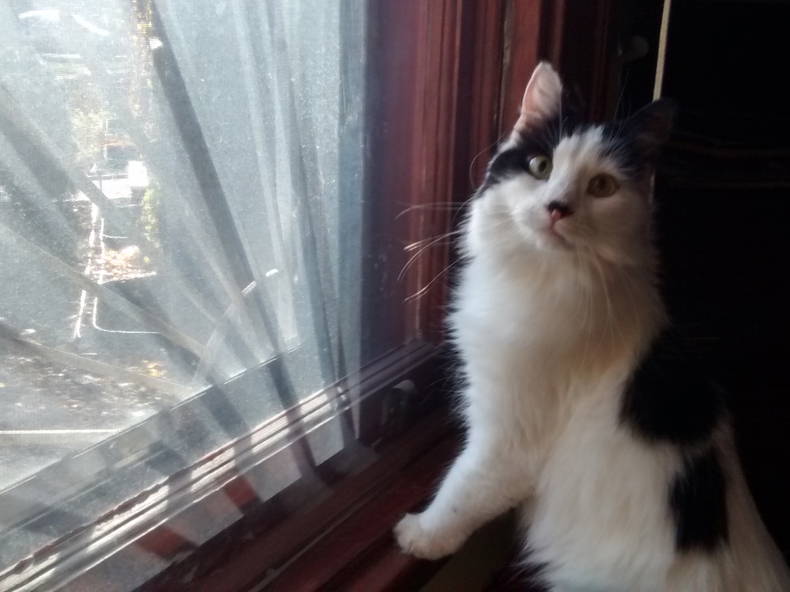 Chambre Chez L'habitant Montréal 133804-4