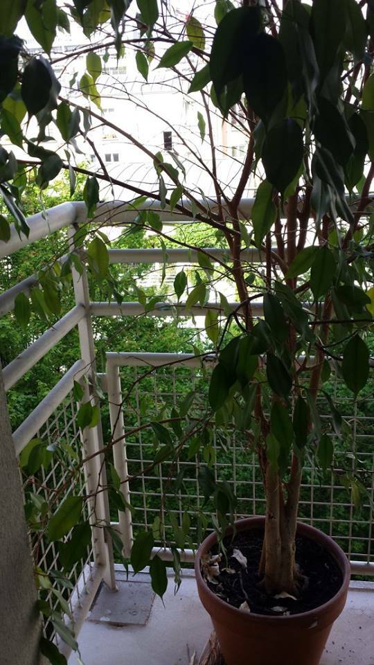 Logement Entier Paris 75416