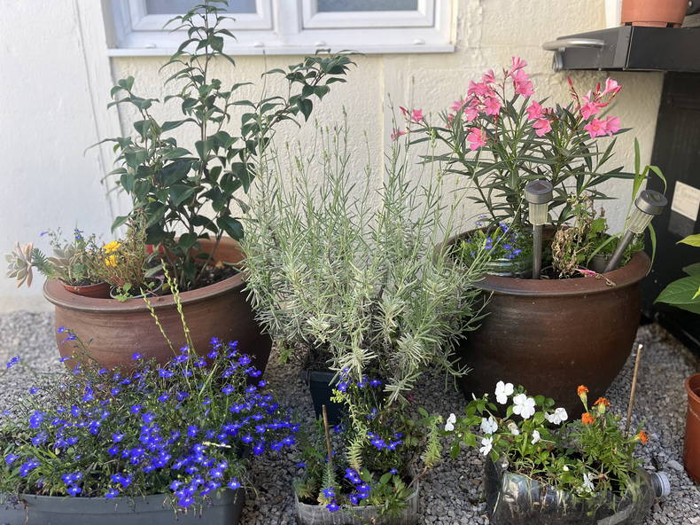 Kolokasie Athis-Mons 258930-4