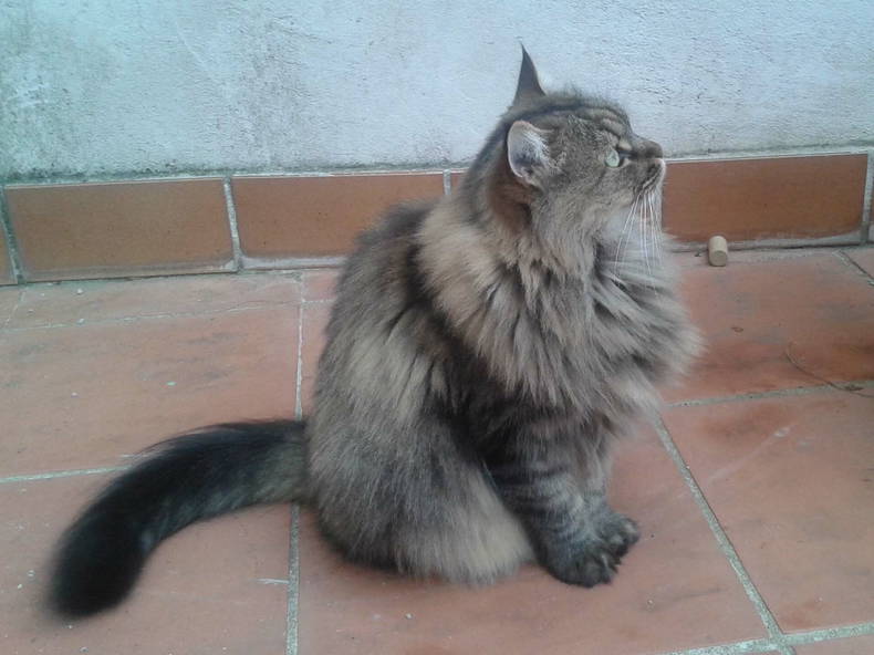 Chambre Chez L'habitant Nîmes 142440-4