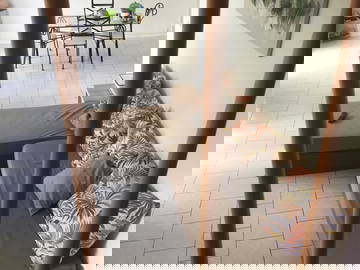 Colocation Basse-Terre 146343-5