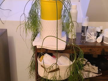 Chambre chez l'habitant à louer à Névez - photo 4 : salle de bain-4
