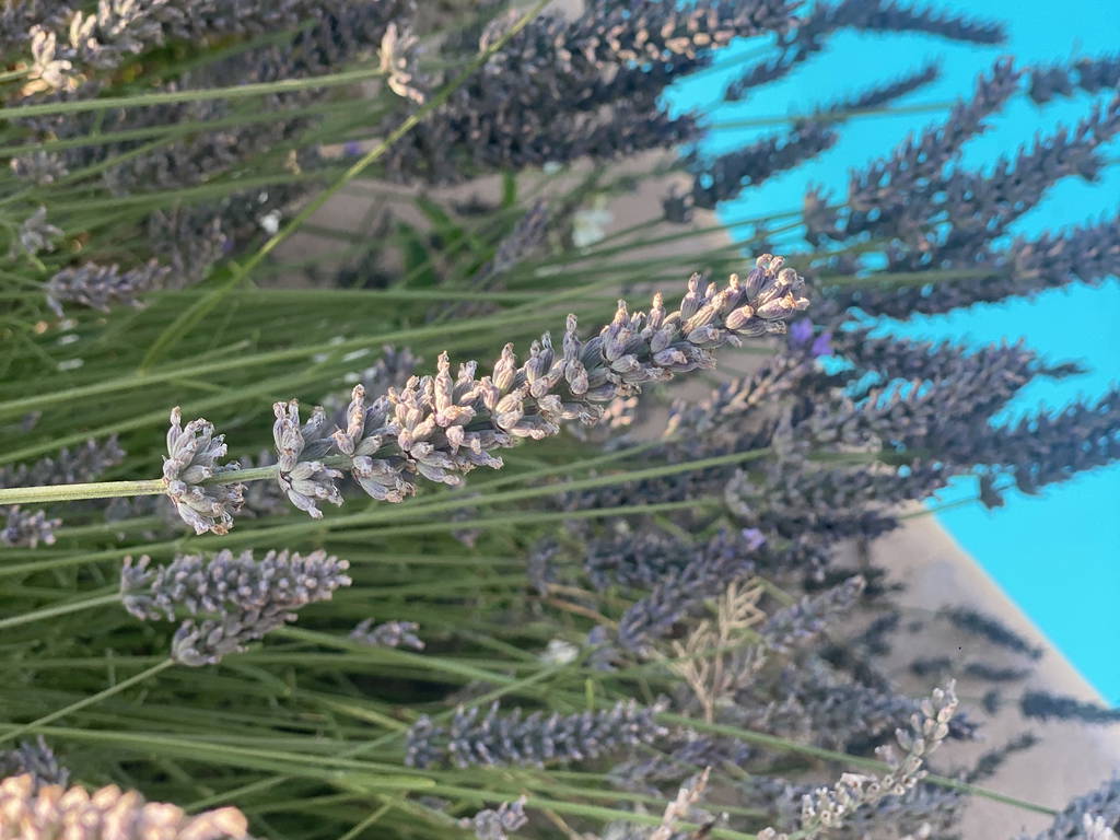 Homestay Éguilles 222416-1