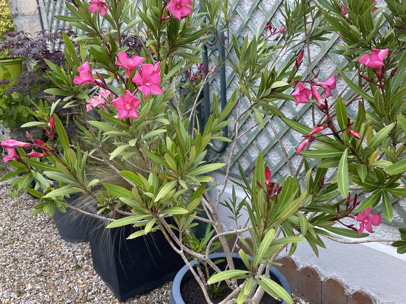 Homestay Bourron-Marlotte 408858-4