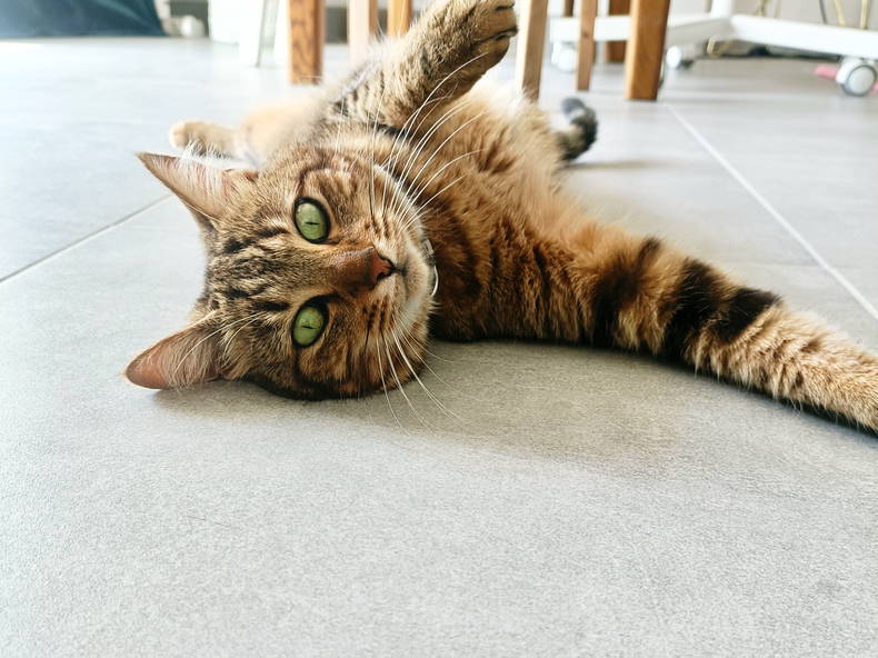 Gästezimmer Boucau 633401-5