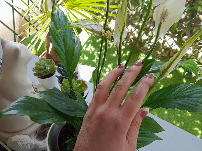 Homestay Corbeil-Essonnes 456382-3