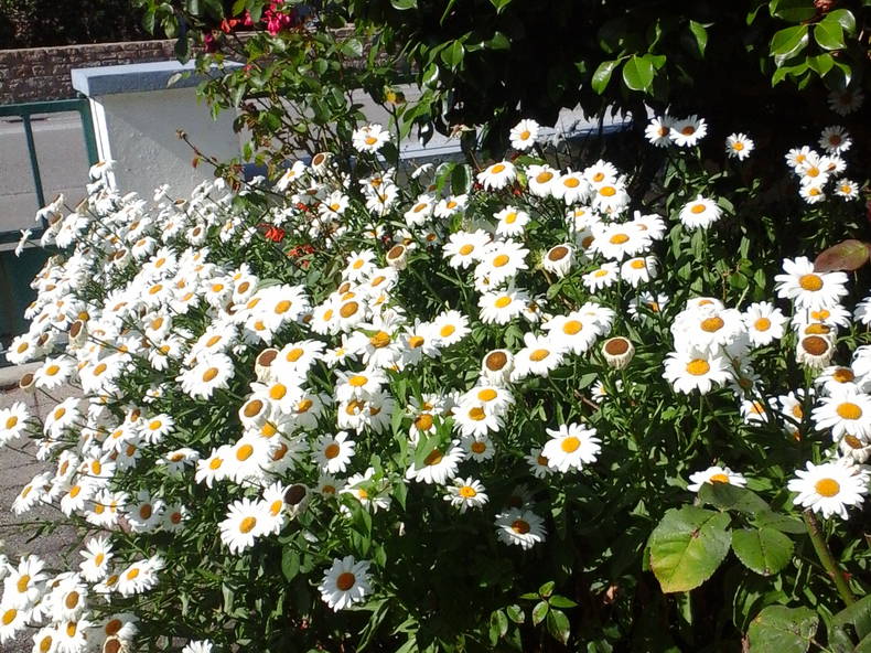 Gastfamilie Sainte-Anne-d'Auray 126705-1