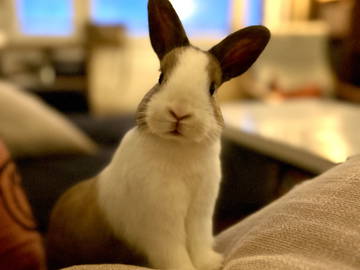 Chambre Chez L'habitant Châtillon 661489-11