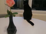 Chambre Chez L'habitant Mondeville 626653