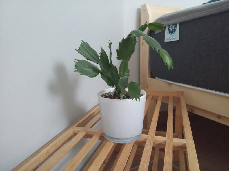 Gästrum Beaussais-sur-Mer 478877-2