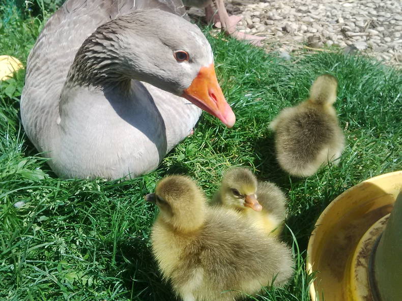 Pokoje Gościnne Marly 41100-5