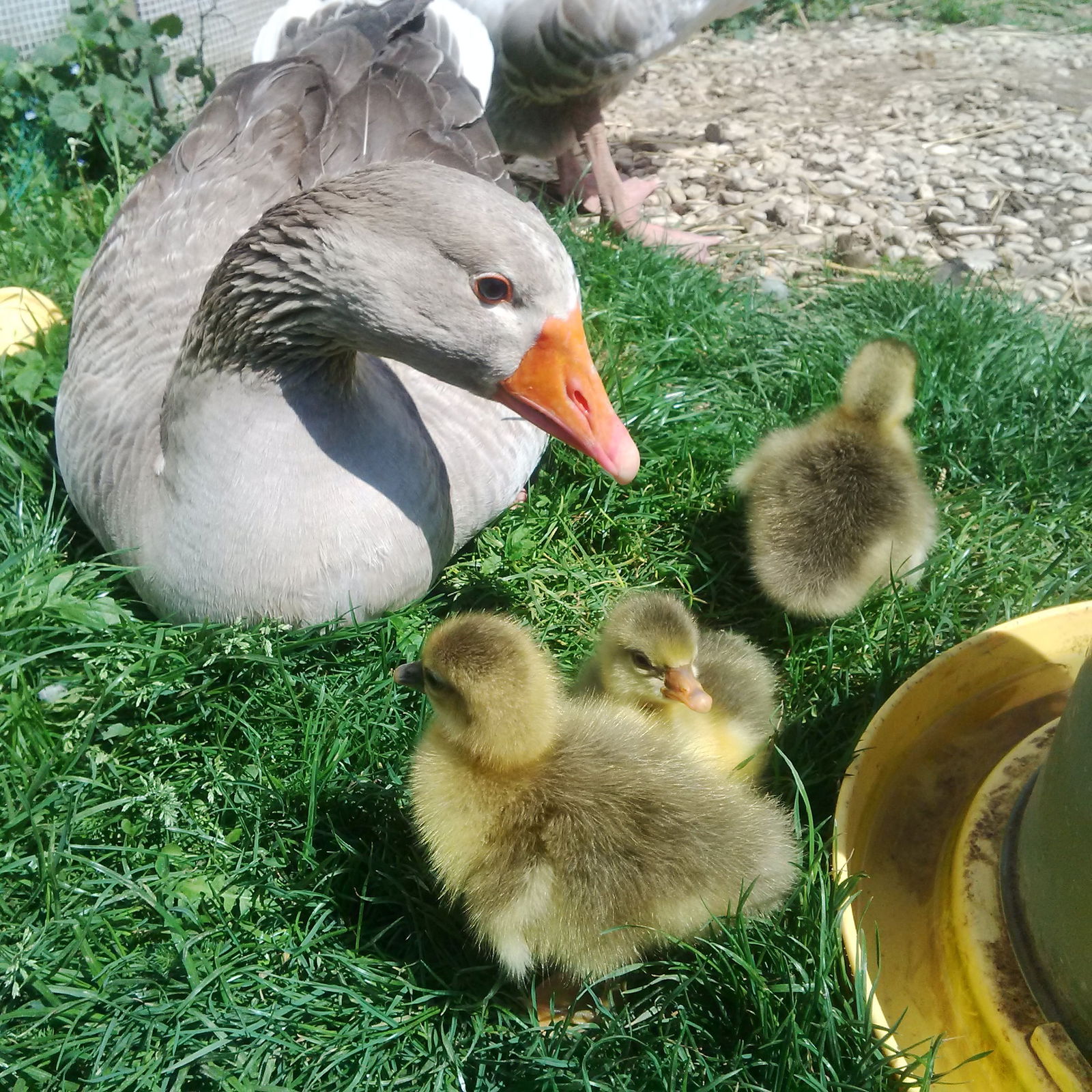 Gästezimmer Marly 41100
