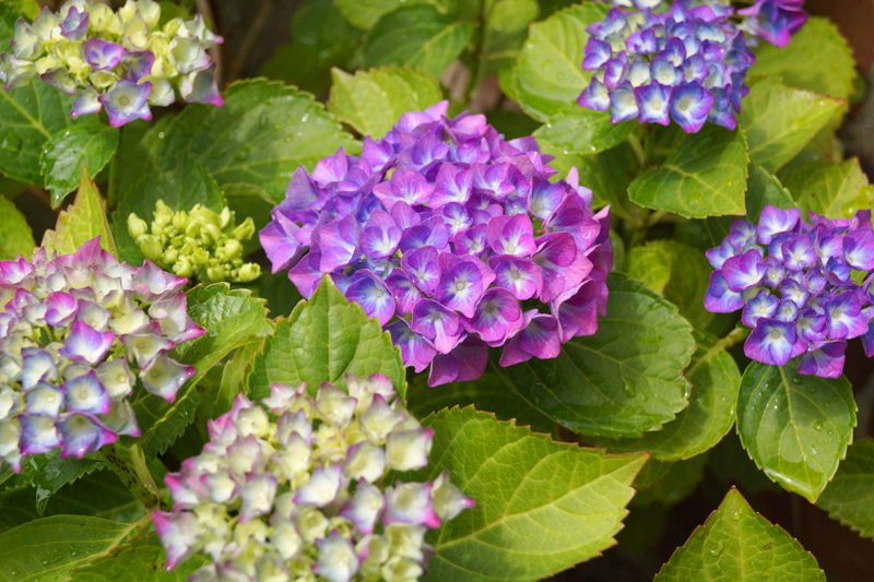 Chambres D'hôtes Lille 52309